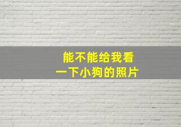 能不能给我看一下小狗的照片