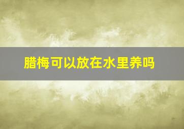 腊梅可以放在水里养吗