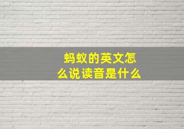 蚂蚁的英文怎么说读音是什么