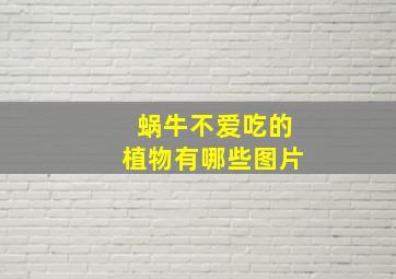 蜗牛不爱吃的植物有哪些图片