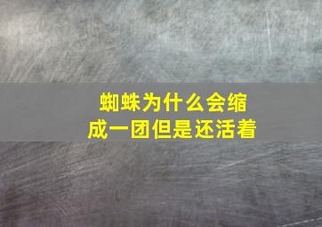 蜘蛛为什么会缩成一团但是还活着