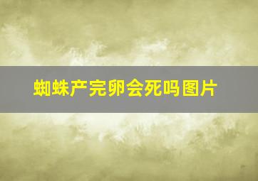 蜘蛛产完卵会死吗图片