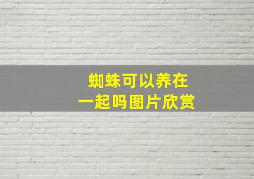 蜘蛛可以养在一起吗图片欣赏