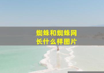 蜘蛛和蜘蛛网长什么样图片