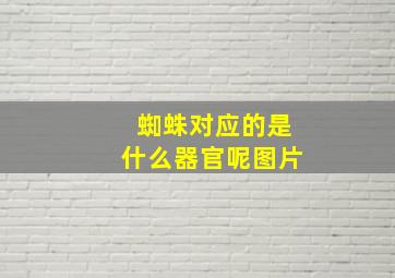 蜘蛛对应的是什么器官呢图片