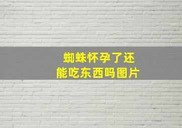 蜘蛛怀孕了还能吃东西吗图片