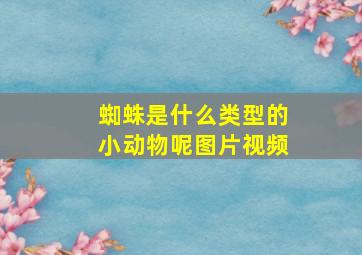 蜘蛛是什么类型的小动物呢图片视频