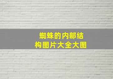 蜘蛛的内部结构图片大全大图