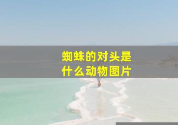 蜘蛛的对头是什么动物图片