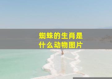 蜘蛛的生肖是什么动物图片