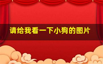 请给我看一下小狗的图片