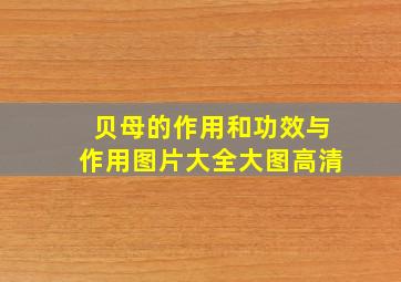 贝母的作用和功效与作用图片大全大图高清