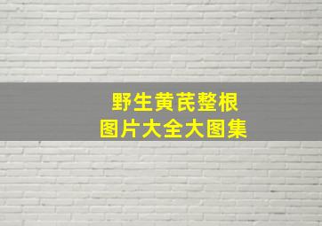 野生黄芪整根图片大全大图集