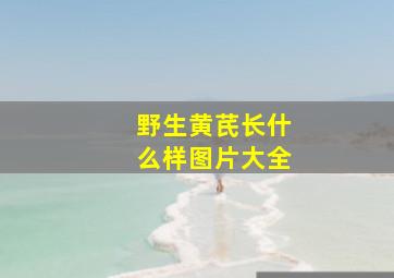 野生黄芪长什么样图片大全