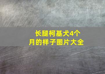 长腿柯基犬4个月的样子图片大全