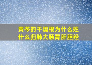 黄芩的干燥根为什么姓什么归肺大肠胃肝胆经