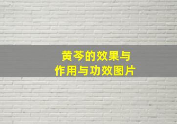 黄芩的效果与作用与功效图片