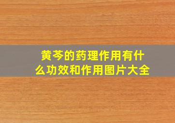 黄芩的药理作用有什么功效和作用图片大全