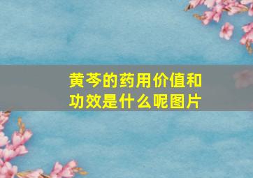 黄芩的药用价值和功效是什么呢图片