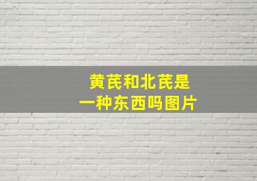 黄芪和北芪是一种东西吗图片