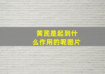 黄芪是起到什么作用的呢图片