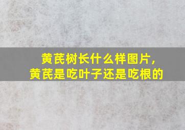 黄芪树长什么样图片,黄芪是吃叶子还是吃根的