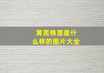 黄芪株苗是什么样的图片大全