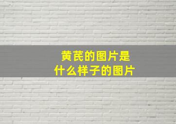 黄芪的图片是什么样子的图片