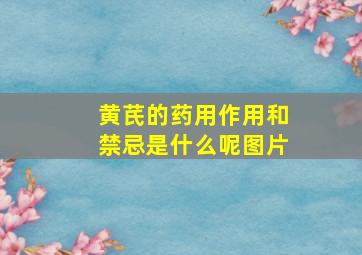 黄芪的药用作用和禁忌是什么呢图片