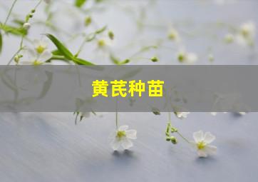 黄芪种苗