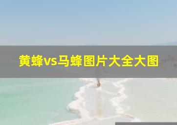 黄蜂vs马蜂图片大全大图